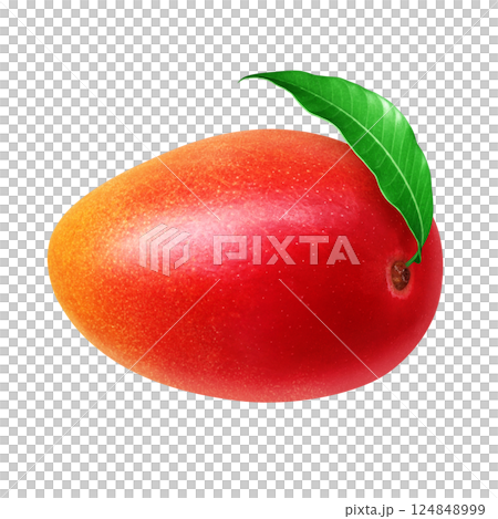 Mango illustration realistic white background 124848999