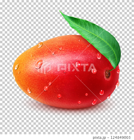 Mango illustration realistic white background 124849003