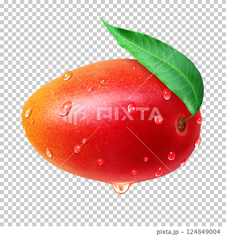 Mango illustration realistic white background 124849004