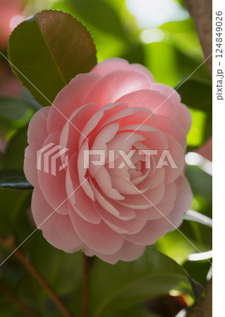 Close-up of Light Pink Camellia Flower in Full Bloom Close-up of Light Pink Camellia Flower in Full Bloom 124849026