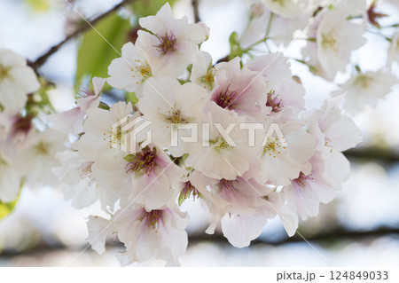 Cherry blossom Sakura tree details 124849033