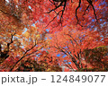 京都嵐山常寂光寺の秋の紅葉 124849077
