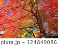 京都嵐山の紅葉 124849086