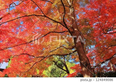 京都嵐山の紅葉 124849086