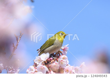 SAKURA and Bird  124849343