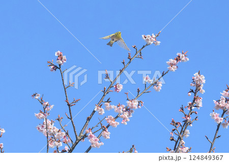 SAKURA and Bird  124849367