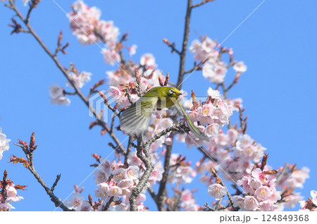SAKURA and Bird  124849368