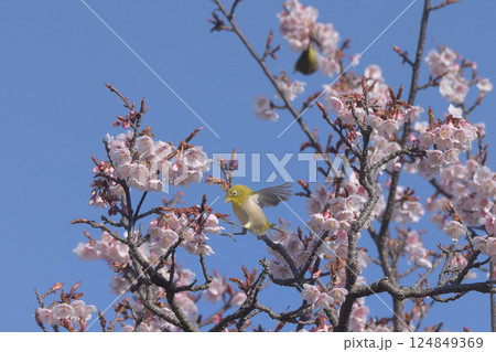 SAKURA and Bird  124849369