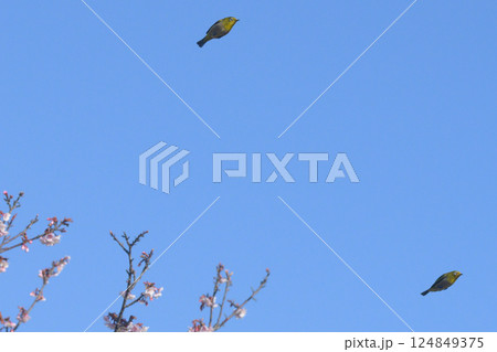 SAKURA and Bird  124849375