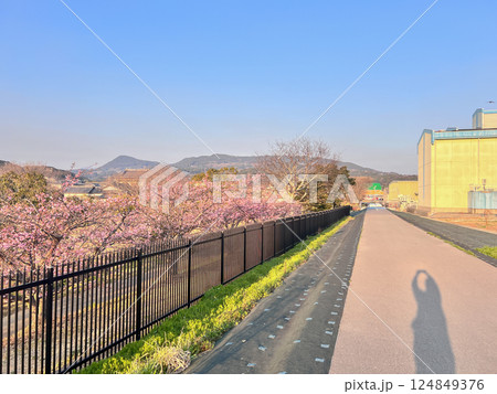 SAKURA and Bird  124849376