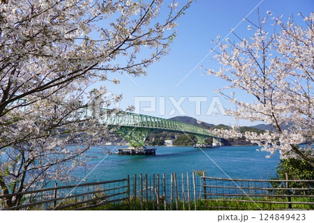 大島大橋と桜 124849423