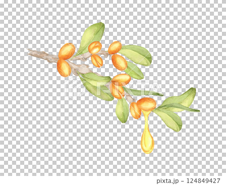 A watercolor illustration of an argan branch with vibrant orange fruits, green leaves, and a single yellow oil drop. Ideal for creating natural product patterns or packaging designs. 124849427