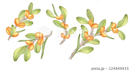Watercolor illustration of four argan tree branches with orange fruits and lush green leaves. Botanical clipart. Perfect for creating borders in stationery, fabric prints, or eco-themed designs. Watercolor illustration of four argan tree branches with orange fruits and lush green leaves. Botanical clipart. Perfect for creating borders in stationery, fabric prints, or eco-themed designs. 124849433