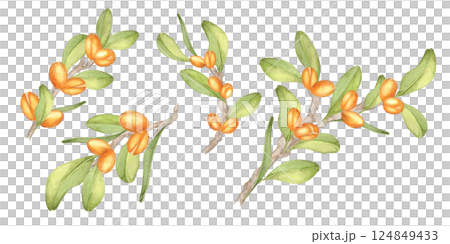 Watercolor illustration of four argan tree branches with orange fruits and lush green leaves. Botanical clipart. Perfect for creating borders in stationery, fabric prints, or eco-themed designs. 124849433