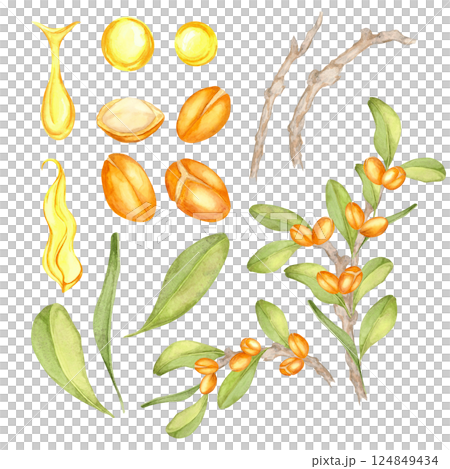 A complete watercolor clipart set featuring argan branches, nuts, leaves, and fruits. Ideal for eco-friendly patterns, product packaging, botanical-themed digital artwork, or stationery design. A complete watercolor clipart set featuring argan branches, nuts, leaves, and fruits. Ideal for eco-friendly patterns, product packaging, botanical-themed digital artwork, or stationery design. 124849434