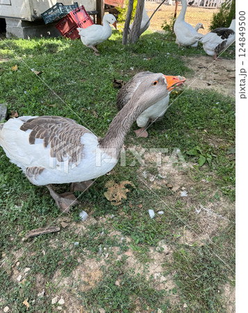 Farm birds geese and turkeys on grass 124849500