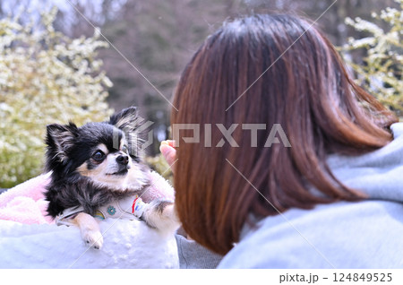 愛犬のチワワと散歩する女性 ユキヤナギが咲く公園 春の素材 愛犬のチワワと散歩する女性 ユキヤナギが咲く公園 春の素材 124849525