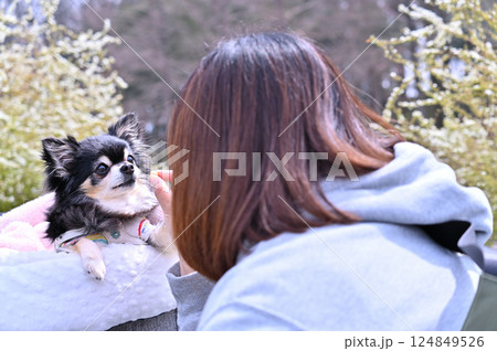 愛犬のチワワと散歩する女性　ユキヤナギが咲く公園　春の素材　 124849526