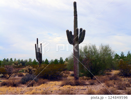 Old Saguaro Cactus Sonora desert Arizona Old Saguaro Cactus Sonora desert Arizona 124849596