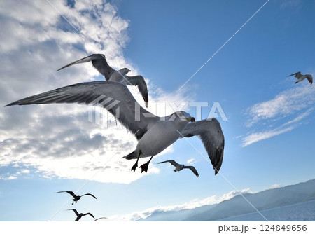 青空を舞うカモメたちの迫力ある飛翔シーン 124849656