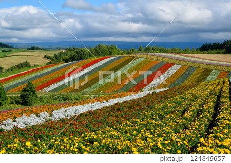 北海道・美瑛 色彩の丘を彩る花畑 124849657
