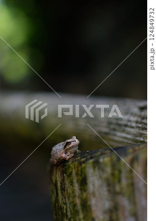 木の上で静かに佇む小さなカエルの擬態風景 124849732