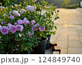 夕暮れ時のテラスに咲くピンクのバラの鉢植え 124849740