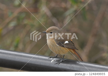 ジョウビタキ 124849935