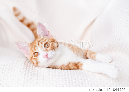 Cute red kitten on a light background 124849962