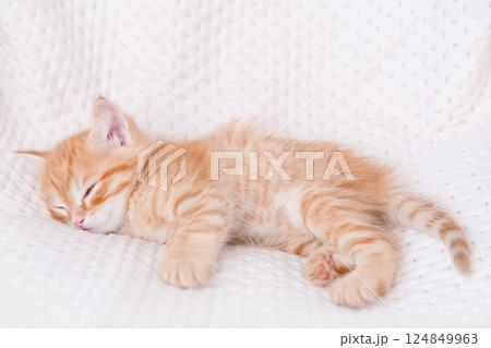 Cute red kitten on a light background Cute red kitten on a light background 124849963