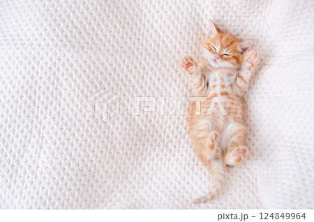 Cute red kitten on a light background 124849964