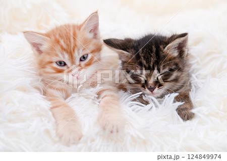 Cute brown kitten on a light background Cute brown kitten on a light background 124849974
