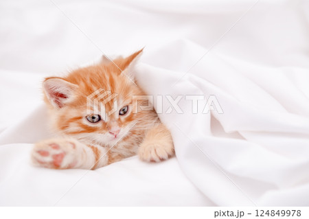 Cute red kitten on a light background 124849978
