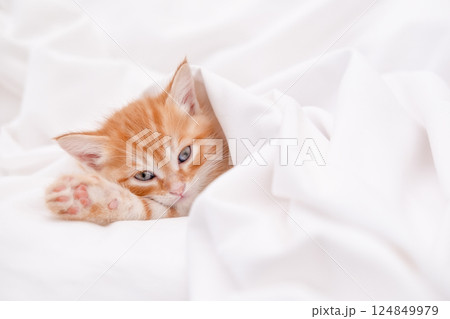 Cute red kitten on a light background 124849979