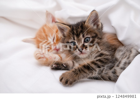 Cute brown kitten on a light background Cute brown kitten on a light background 124849981