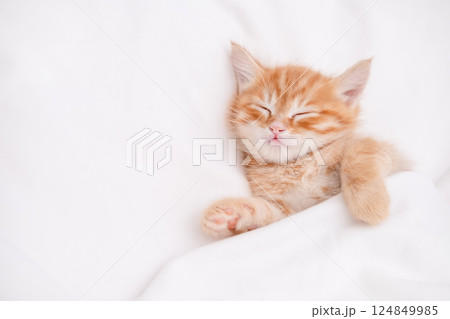 Cute red kitten on a light background Cute red kitten on a light background 124849985