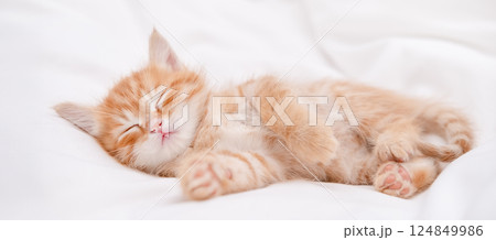 Cute red kitten on a light background 124849986