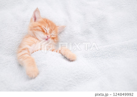 Cute red kitten on a light background 124849992