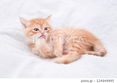 Cute red kitten on a light background Cute red kitten on a light background 124849995