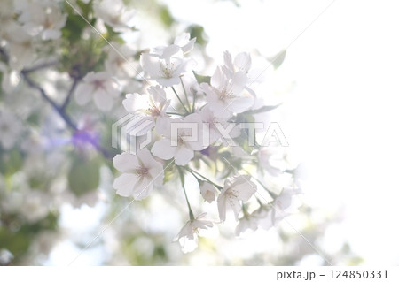白い桜 124850331