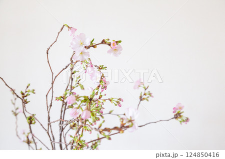 花びんに生けられた桜の枝 124850416