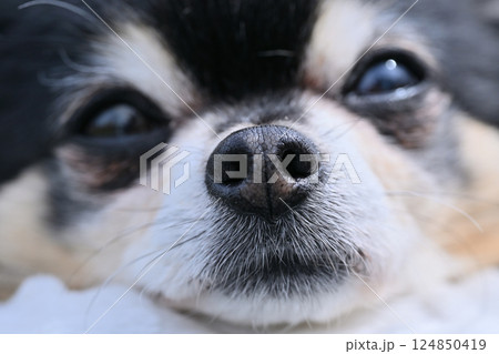 犬の顔のアップ　目やに・涙焼け・イメージ　チワワ 124850419