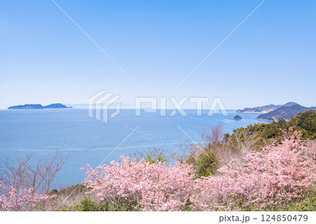 四浦半島の河津桜と保戸島・無垢島 124850479
