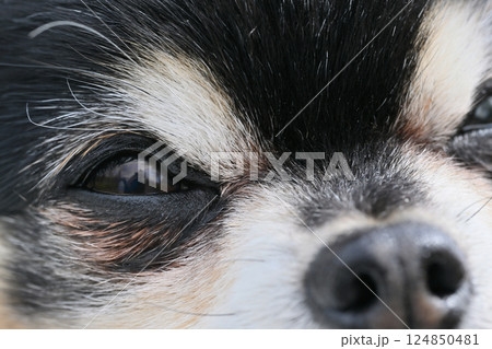 犬の目のアップ　目やに・涙焼け・イメージ　チワワ 124850481