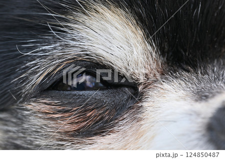 犬の目のアップ　目やに・涙焼け・イメージ　チワワ 124850487