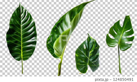 Macro Closeup of Leaf Texture 124850491