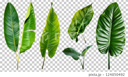 Green Leaf Isolated on White 124850492