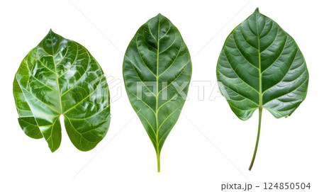 Glossy Tropical Leaves Isolated 124850504
