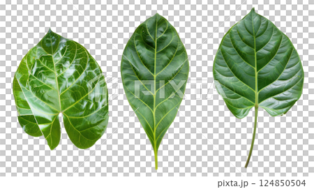 Glossy Tropical Leaves Isolated 124850504