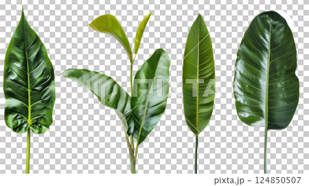 Banana and Tropical Leaves Collection Banana and Tropical Leaves Collection 124850507